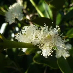 Strawberry Guava Live Plant, Psidium cattleyanum, 5-9 inch, Edible Fruit Tree, Indoor/Outdoor - Image 4
