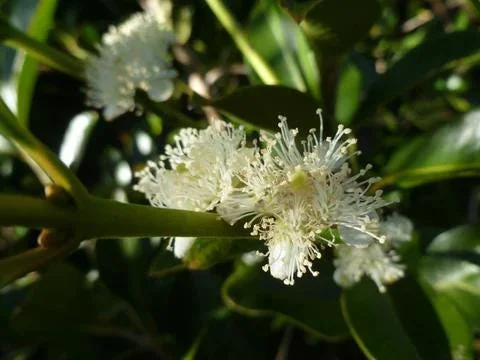 Strawberry Guava Live Plant, Psidium cattleyanum, 5-9 inch, Edible Fruit Tree, Indoor/Outdoor - Image 4