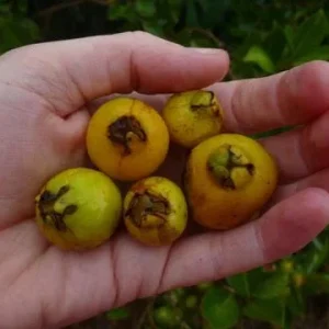 Strawberry Guava Live Plant, Psidium cattleyanum, 5-9 inch, Edible Fruit Tree, Indoor/Outdoor - Image 5