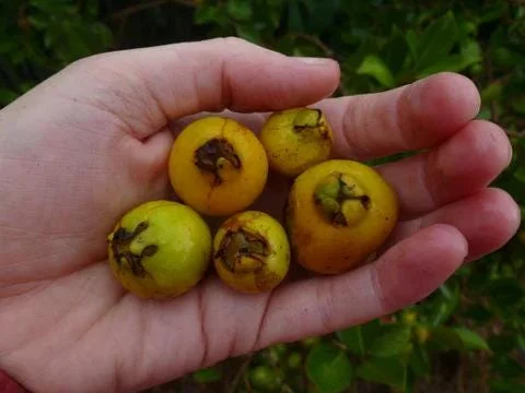 Strawberry Guava Live Plant, Psidium cattleyanum, 5-9 inch, Edible Fruit Tree, Indoor/Outdoor - Image 5