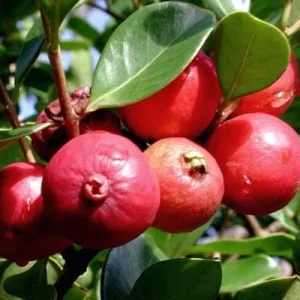 Strawberry Guava Live Plant, Psidium cattleyanum, 5-9 inch, Edible Fruit Tree, Indoor/Outdoor - Image 6