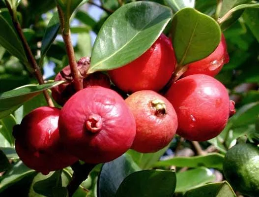Strawberry Guava Live Plant, Psidium cattleyanum, 5-9 inch, Edible Fruit Tree, Indoor/Outdoor - Image 6
