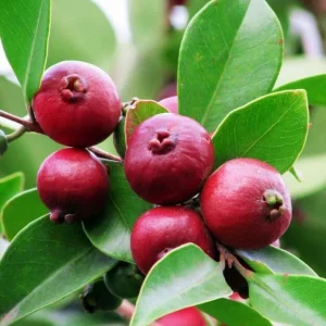 Strawberry Guava Live Plant, Psidium cattleyanum, 5-9 inch, Edible Fruit Tree, Indoor/Outdoor - Image 1