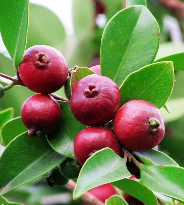 Strawberry Guava Live Plant, Psidium cattleyanum, 5-9 inch, Edible Fruit Tree, Indoor/Outdoor - Image 1