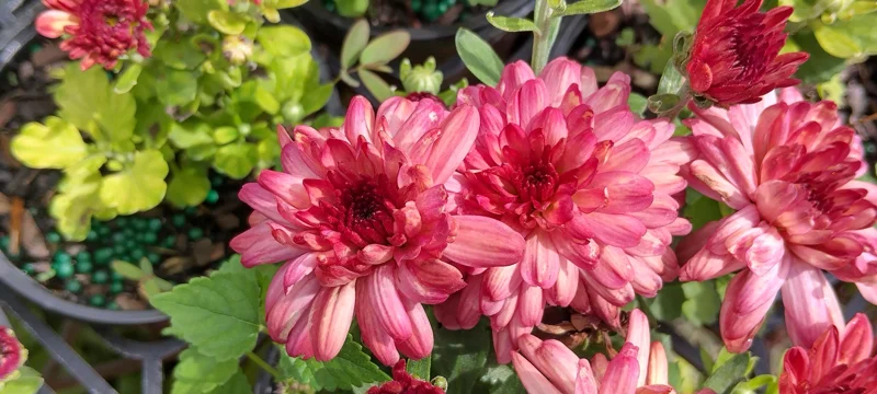 Strawberry Ice Garden Mum Live Plant - Hardy Chrysanthemum - 4 Inch Tall - Image 2