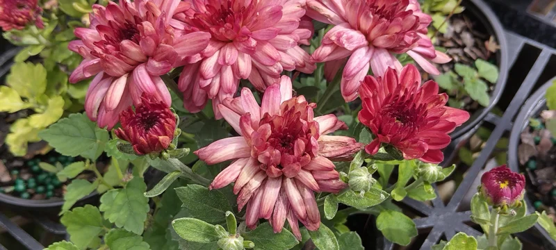 Strawberry Ice Garden Mum Live Plant - Hardy Chrysanthemum - 4 Inch Tall - Image 1