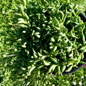 String of Bananas Live Plant – Trailing Succulent in 4 inch or 6 inch Pot – Indoor Decor - Image 1
