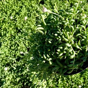 String of Bananas Live Plant – Trailing Succulent in 4 inch or 6 inch Pot – Indoor Decor - Image 2