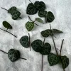 String of Hearts Cuttings – 10 Nodes – Ceropegia Woodii – Live Plant - Image 1