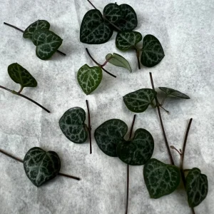 String of Hearts Cuttings – 10 Nodes – Ceropegia Woodii – Live Plant - Image 1