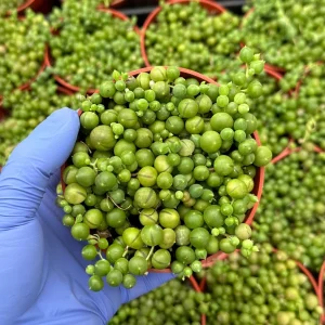 String of Pearls Trailing Succulent Live Plant - Senecio Rowleyanus - 4 inch Pot - Image 2