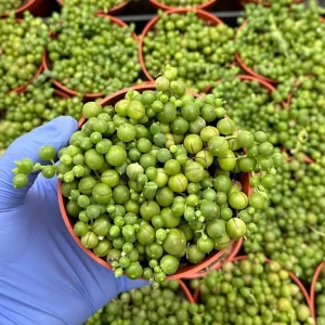String of Pearls Trailing Succulent Live Plant - Senecio Rowleyanus - 4 inch Pot - Image 1