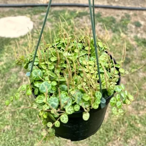 String of Turtles Live Plant 6 inch Pot - Peperomia Prostrata Trailing Succulent - Image 2