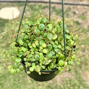 String of Turtles Live Plant 6 inch Pot - Peperomia Prostrata Trailing Succulent - Image 3