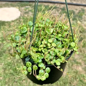 String of Turtles Live Plant 6 inch Pot - Peperomia Prostrata Trailing Succulent - Image 1