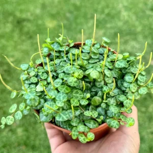 String of Turtles Live Plant (Peperomia prostrata) - Trailing Succulent, 2.5, 4, or 6 Inch Pot, Indoor - Image 2