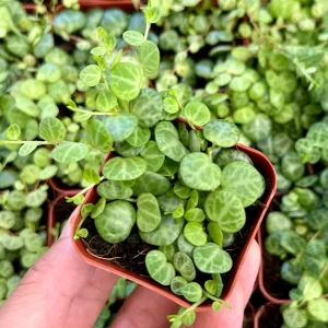 String of Turtles Live Plant (Peperomia prostrata) - Trailing Succulent, 2.5, 4, or 6 Inch Pot, Indoor - Image 3