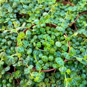 String of Turtles Live Plant (Peperomia prostrata) - Trailing Succulent, 2.5, 4, or 6 Inch Pot, Indoor - Image 4