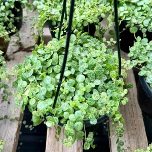 String of Turtles Live Plant (Peperomia prostrata) - Trailing Succulent, 2.5, 4, or 6 Inch Pot, Indoor - Image 5