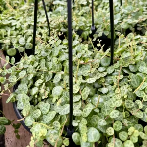 String of Turtles Live Plant (Peperomia prostrata) - Trailing Succulent, 2.5, 4, or 6 Inch Pot, Indoor - Image 6