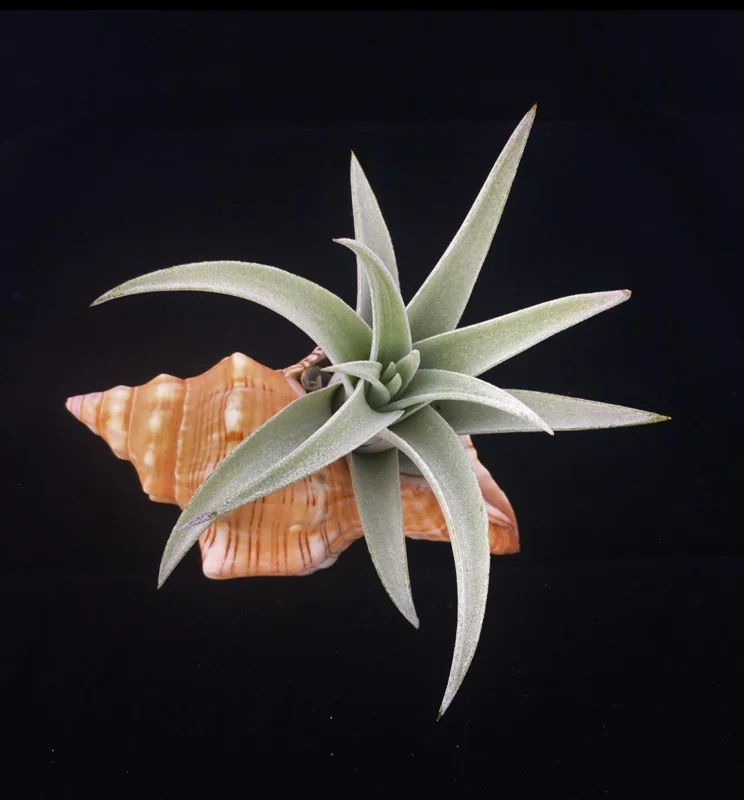 Stripped Fox Seashell 3-5 inch - Air Plant Holder & Terrarium Decor - Image 2