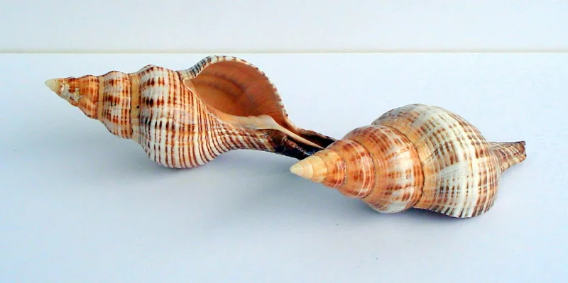 Stripped Fox Seashell 3-5 inch - Air Plant Holder & Terrarium Decor - Image 1