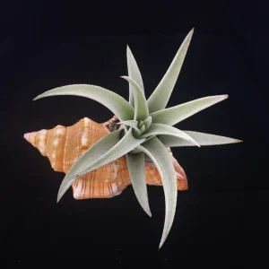 Stripped Fox Seashell 5"+ Single - Large Ocean Decor for Air Plants & Favors - Image 2