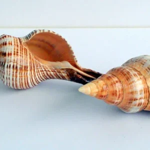 Stripped Fox Seashell 5"+ Single - Large Ocean Decor for Air Plants & Favors - Image 1