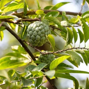 Sugar Apple Live Plant 22 to 26 inch (2 ft) – 1 Gallon Pot – Annona squamosa Tree - Image 2