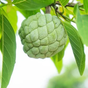 Sugar Apple Live Plant 22 to 26 inch (2 ft) – 1 Gallon Pot – Annona squamosa Tree - Image 1