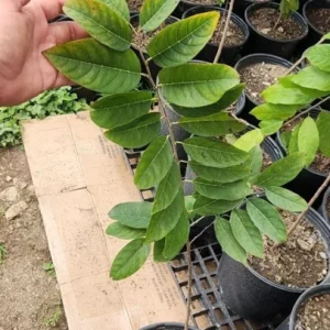 Sugar Apple Live Plant 22 to 26 inch (2 ft) – 1 Gallon Pot – Annona squamosa Tree - Image 3
