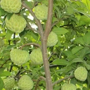 Sugar Apple Live Plant – Annona squamosa – 1 Gallon Pot – 16-20in Tall - Image 2