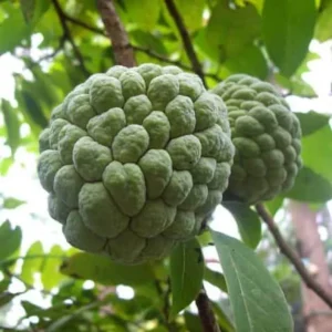 Sugar Apple Live Plant – Annona squamosa – 1 Gallon Pot – 16-20in Tall - Image 1