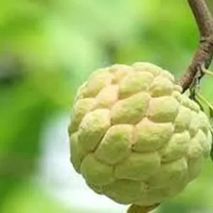 Sugar Apple Live Plant – Annona squamosa – 10-14in Height – Half Gallon Pot - Image 2