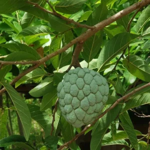 Sugar Apple Live Plant – Annona squamosa – 10-14in Height – Half Gallon Pot - Image 1