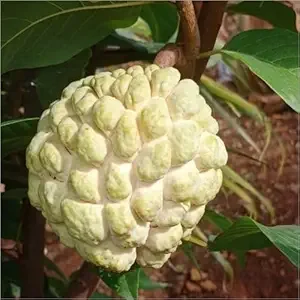 Sugar Apple Live Plant – Annona Squamosa Fruit Tree – 4in Pot - Image 2