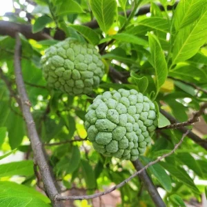 Sugar Apple Live Plant – Annona Squamosa Fruit Tree – 4in Pot - Image 1