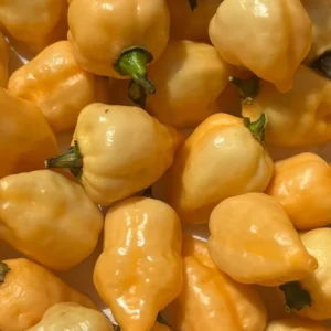 Sugar Rush Cream Chili Live Plant - Super Hot Pepper (3 Pack, 5,000-15,000 SHU) - Image 2