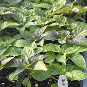 Sugar Rush Cream Chili Live Plant - Super Hot Pepper (3 Pack, 5,000-15,000 SHU) - Image 1