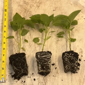 Sugar Rush Peach Chili Live Plants - 3 Pack, Super Hot Pepper, 50,000-100,000 SHU - Image 1