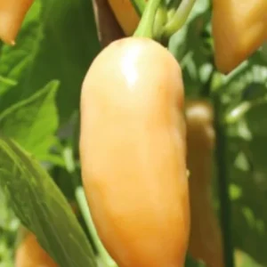 Sugar Rush Peach Chili Live Plants - 3 Pack, Super Hot Pepper, 50,000-100,000 SHU - Image 2