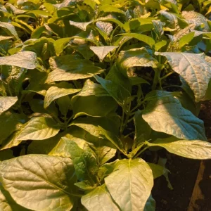 Sugar Rush Peach Chili Live Plants - 3 Pack, Super Hot Pepper, 50,000-100,000 SHU - Image 3