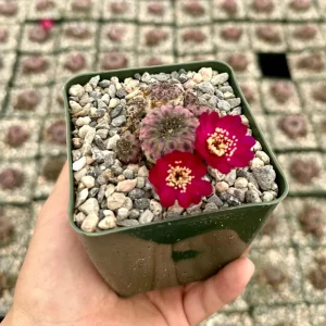 Sulcorebutia Rauschii 'Violacidermis' Purple Crown Cactus Live Plant, 3-inch Pot - Image 2