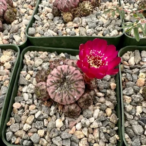 Sulcorebutia Rauschii 'Violacidermis' Purple Crown Cactus Live Plant, 3-inch Pot - Image 3