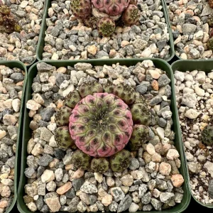 Sulcorebutia Rauschii 'Violacidermis' Purple Crown Cactus Live Plant, 3-inch Pot - Image 4