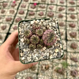 Sulcorebutia Rauschii 'Violacidermis' Purple Crown Cactus Live Plant, 3-inch Pot - Image 1