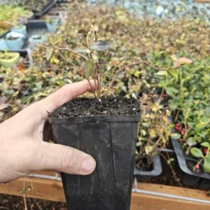 Summer Sunset Jasmine Live Plant – Fragrant Flowering Vine – Medium Pot - Image 3