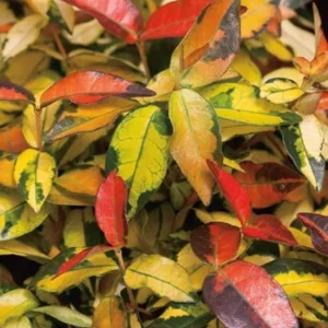 Summer Sunset Jasmine Live Plant – Fragrant Flowering Vine – Medium Pot - Image 1