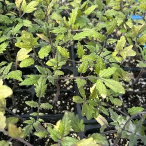 Sun Sugar Yellow Golden Tomato Live Plants - 4 Pack, 6-10 inches, Outdoor - Image 2
