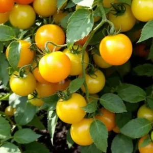 Sun Sugar Yellow Golden Tomato Live Plants - 6 Pack, 6-10 inches Tall - Image 1